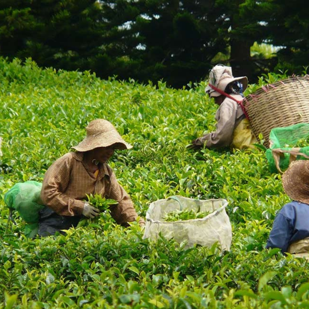 Bois Cheri tea plantation and factory in Mauritius during south tour