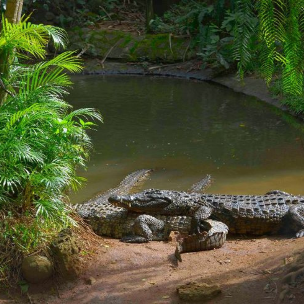 Nile crocodiles at Crocodile Park La Vanille Nature Park Mauritius during south tour