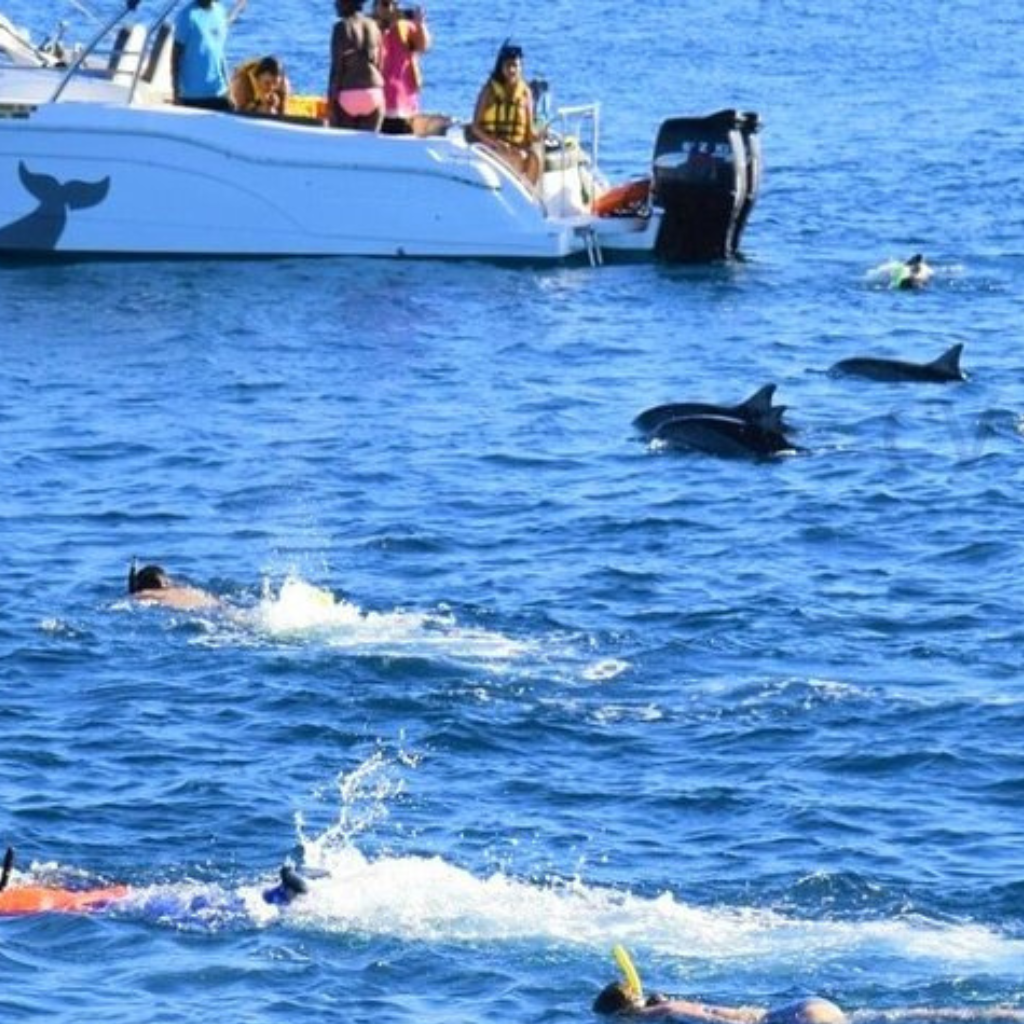 Swim with dolphins Mauritius sea tour experience with private taxi transfer