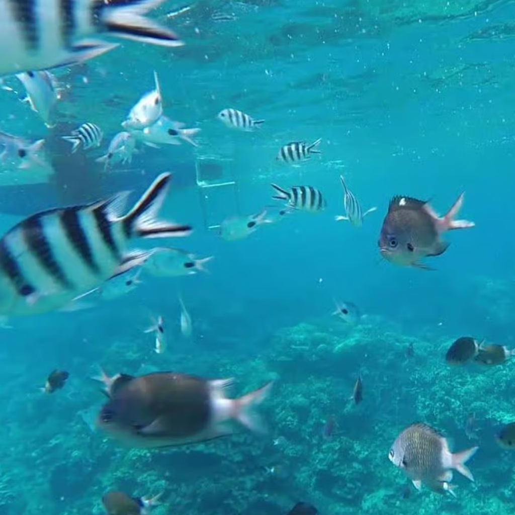 Underwater fishes in Mauritius during snorkeling sea tour experience